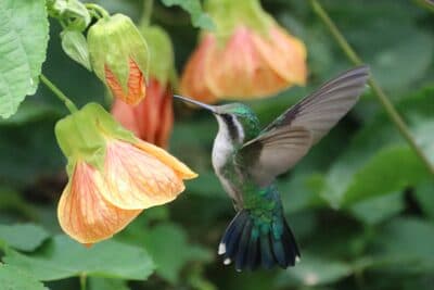 Female Western Emerald
