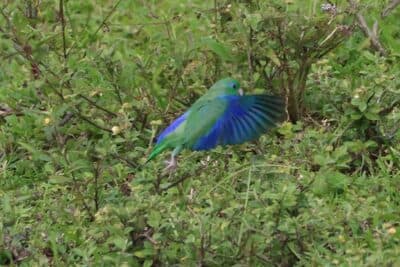 Spectacled Parrotlet