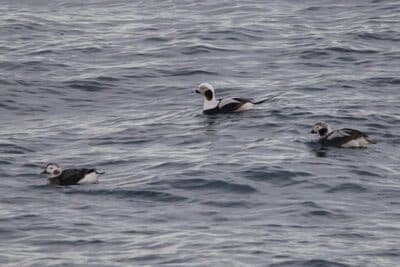 Male & Female Long-tailed Ducks