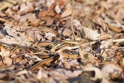 Eastern Garter Snake