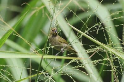 Female Yellow-bellied Seedeater