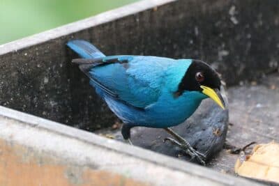Green Honeycreeper