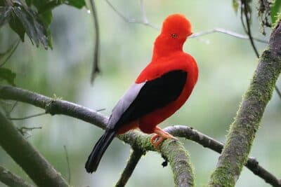 Male Andean Cock-of-the-rock