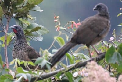 Colombian Chachalaca