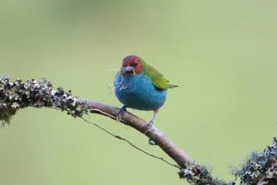 Bay-headed Tanager (Bay-and-Blue)