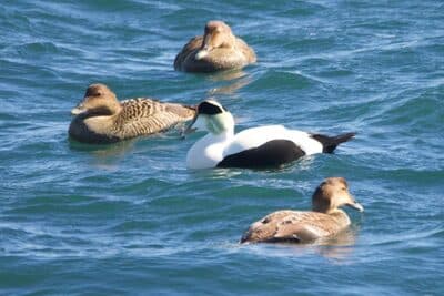 Male & Female Common Eiders