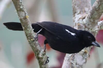 Male White-lined Tanager