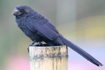 Smooth-billed Ani