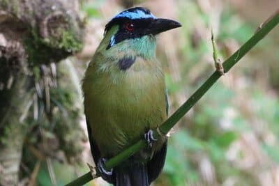Andean Motmot