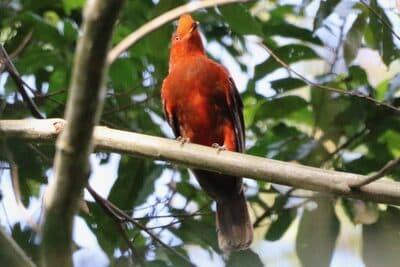 Female Andean Cock-of-the-rock