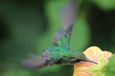 Female Western Emerald