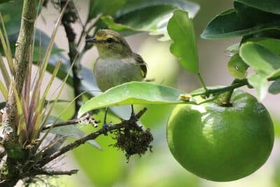 Golden-faced Tyrannulet
