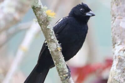 Male White-lined Tanager
