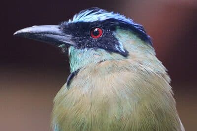 Andean Motmot