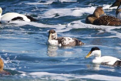 Juvenile Male Common Eider along with Male & Female Adults