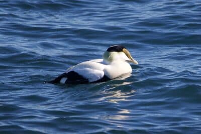 Male & Female Common Eiders