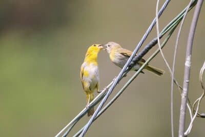 Female feeding a Juvenile Saffron Finch