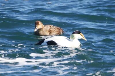 Male & Female Common Eiders