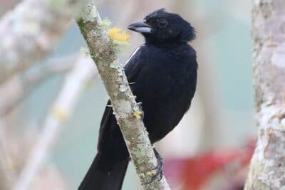 Male White-lined Tanager