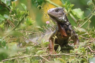 Green Iguana
