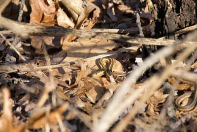 Eastern Garter Snake