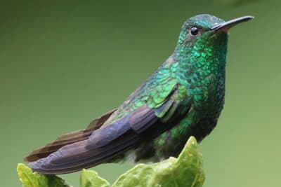 Steely-vented Hummingbird