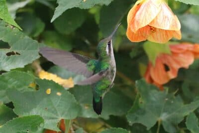 Female Western Emerald