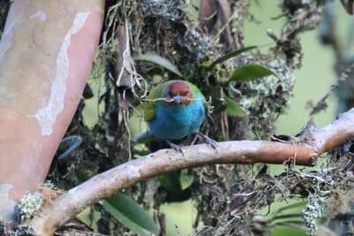 Bay-headed Tanager (Bay-and-Blue)