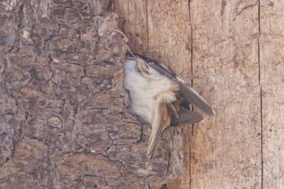 Brown Creeper