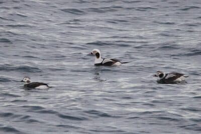 Male & Female Long-tailed Ducks