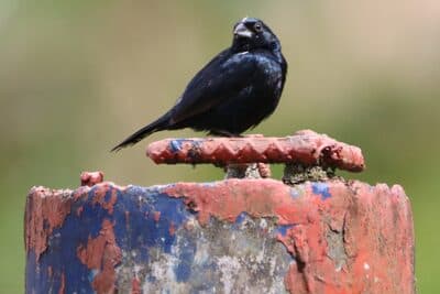 Male Blue-black Grassquit