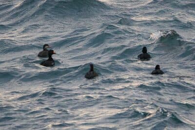 Male & Female Black Scoters