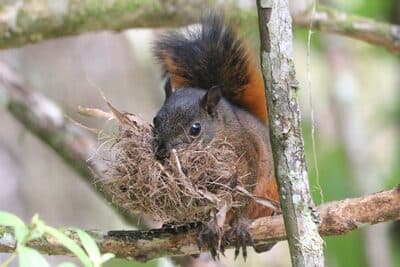Red-tailed Squirrel