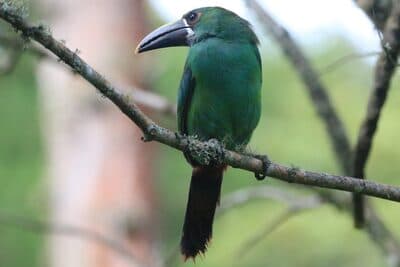 Southern Emerald-Toucanet