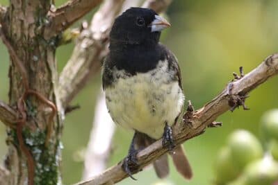 Male Yellow-bellied Seedeater