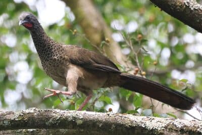 Colombian Chachalaca