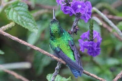 Male Western Emerald