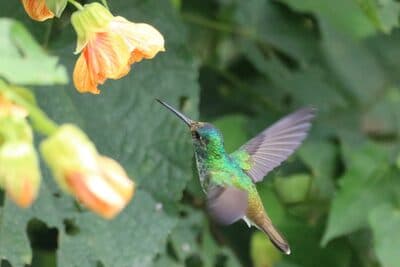 Female Andean Emerald