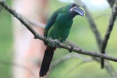 Southern Emerald-Toucanet