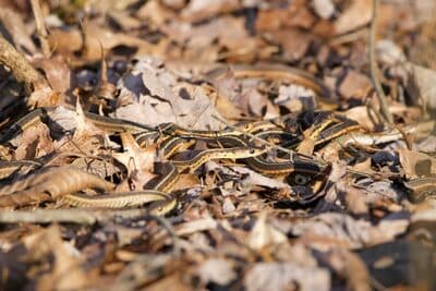 Eastern Garter Snake