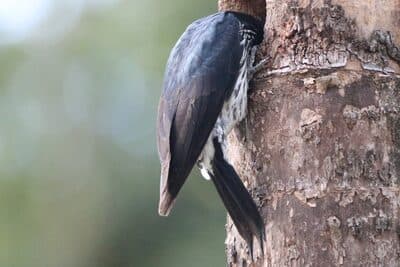 Acorn Woodpecker