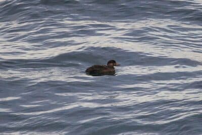 Female Black Scoter