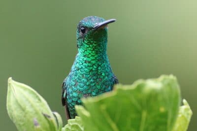 Steely-vented Hummingbird