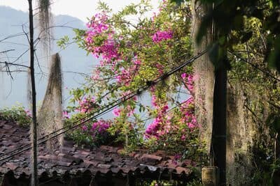 Jardin Aug 5 - 137 of 141.jpeg