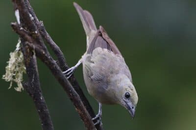 Palm Tanager