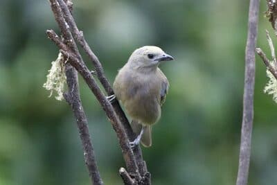 Palm Tanager