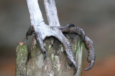 Black Vulture Claws