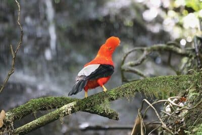 Male Andean Cock-of-the-rock