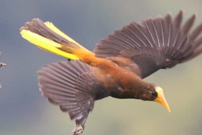 Russet-backed Oropendola