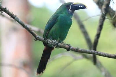 Southern Emerald-Toucanet